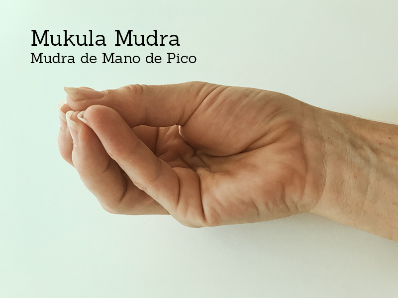 Mukula Mudra